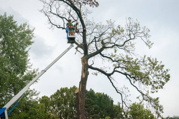  Montgomery, IN Tree Services Pros